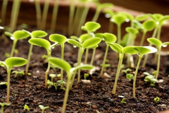 Azerbaijan will reduce seed dependence