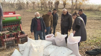 New wheat varieties have been planted in Barda